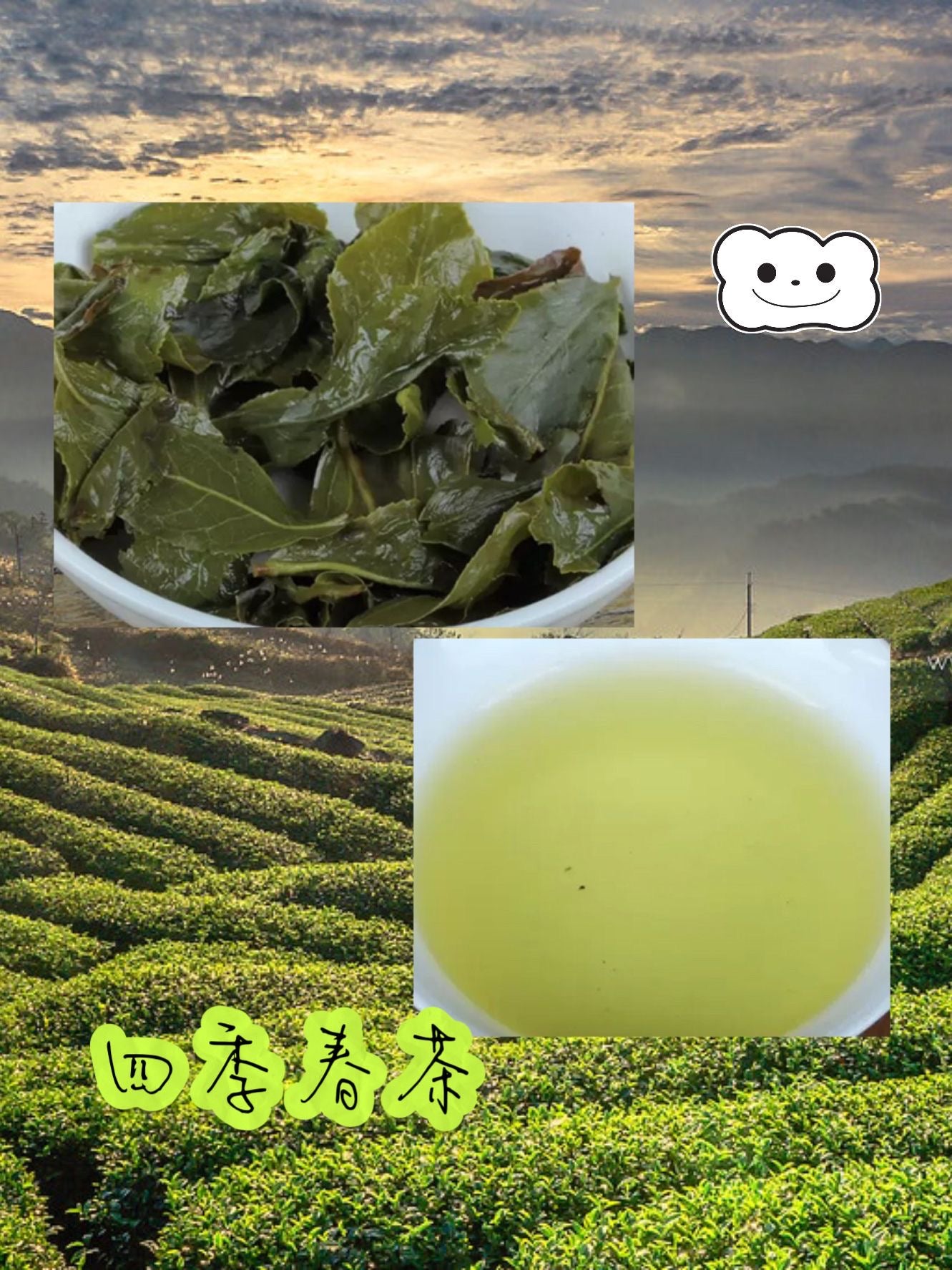 台灣高山茶 • 四季春茶 Taiwan Four Seasons Spring Tea