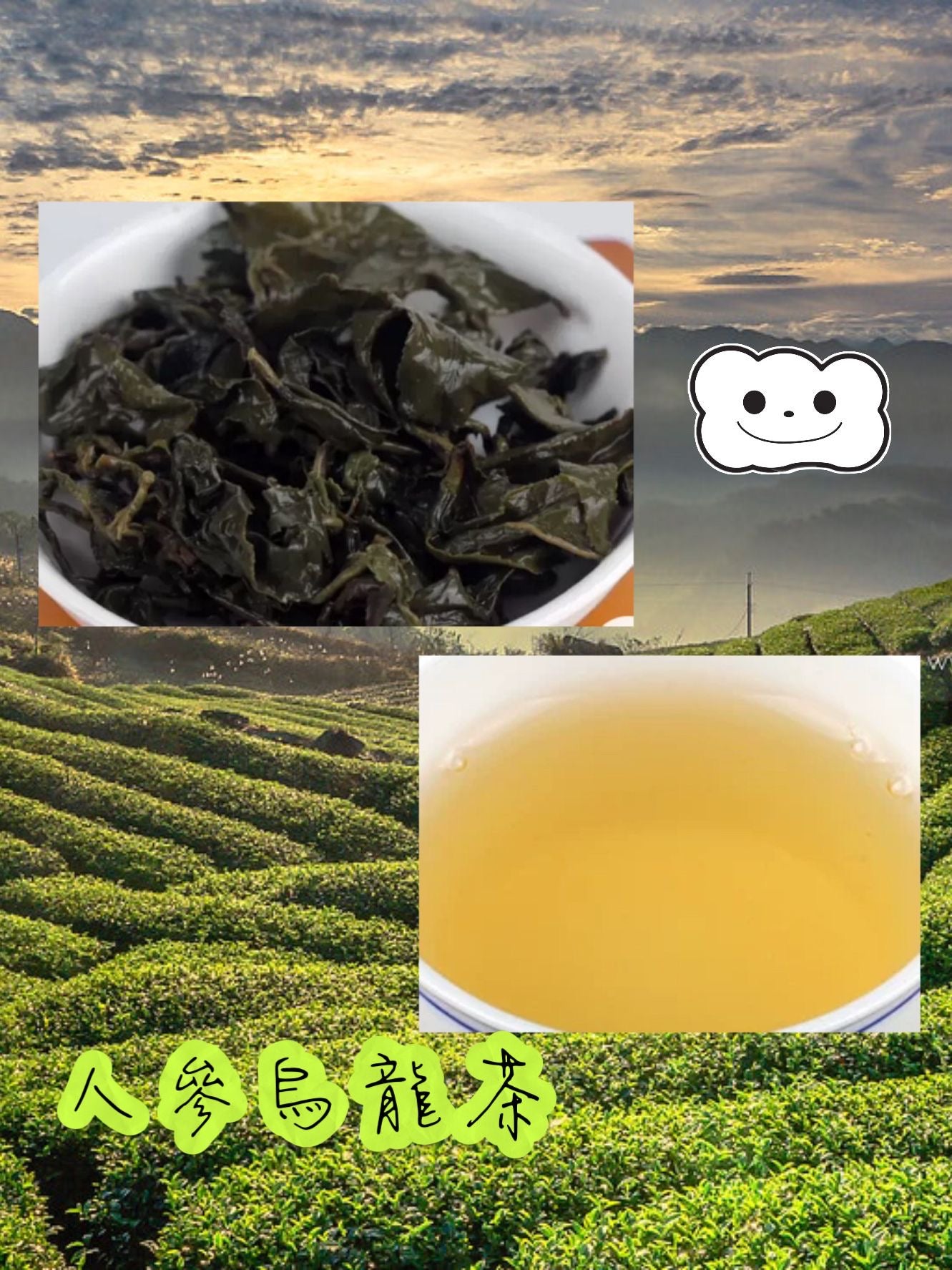 台灣高山茶 • 經典人參烏龍 Taiwan Ginseng Oolong Tea